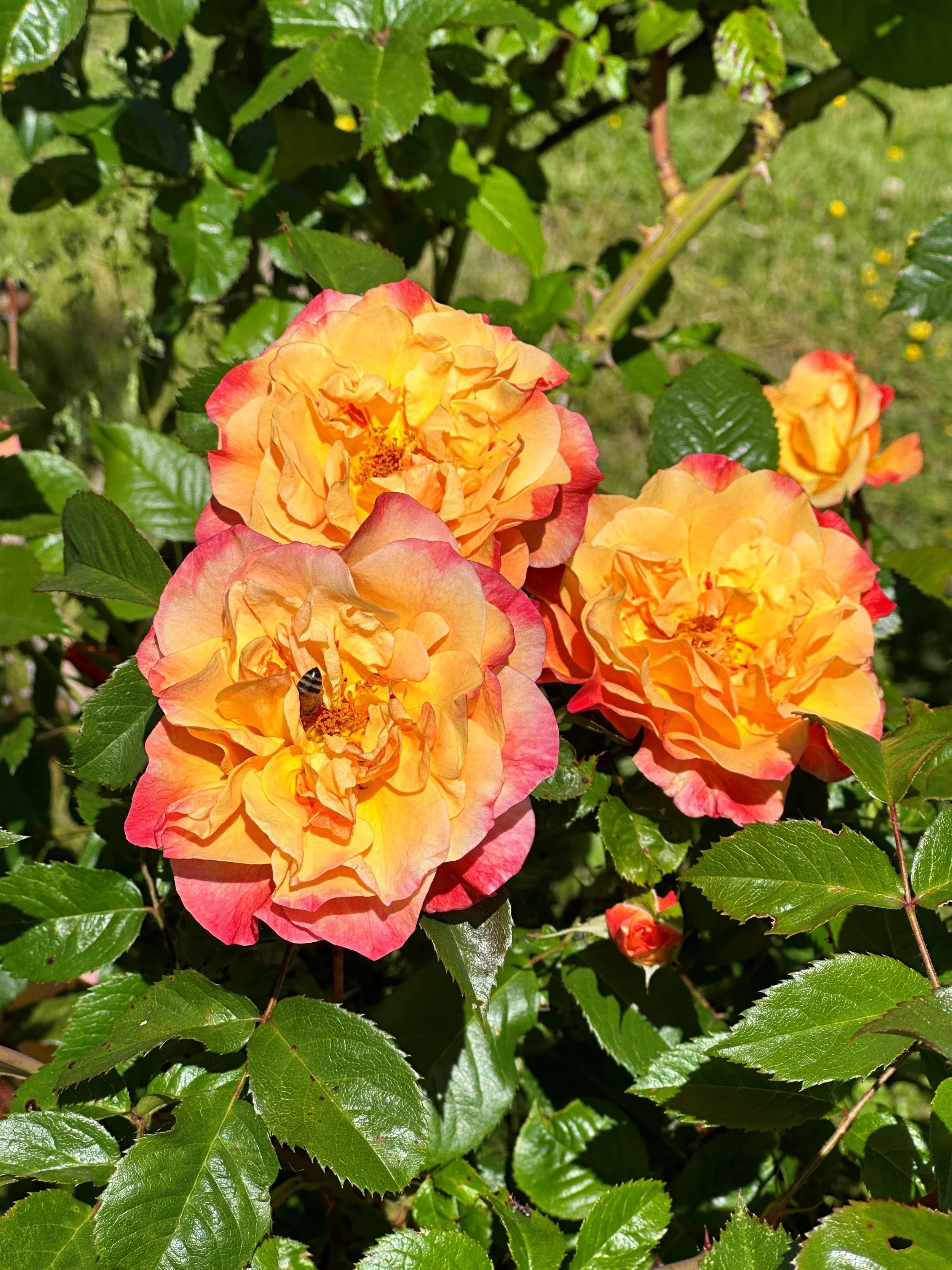Fire — Select Roses